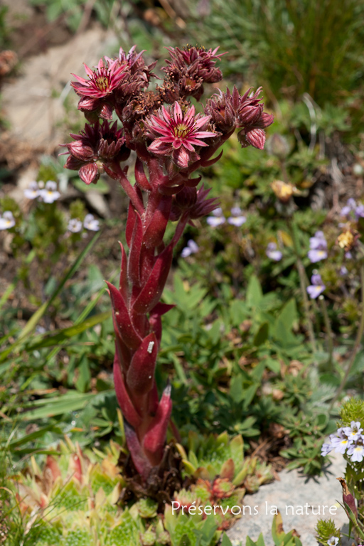 Crassulaceae, Sempervivum tectorum L. 