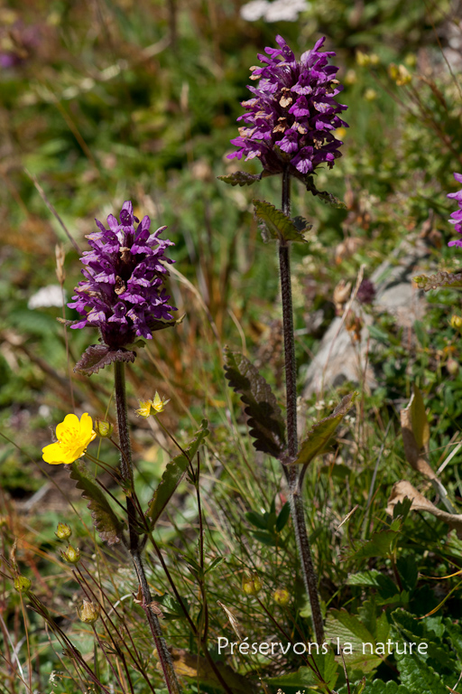 Lamiaceae, Stachys pradica (Zanted.) Greuter & Pignatti 
