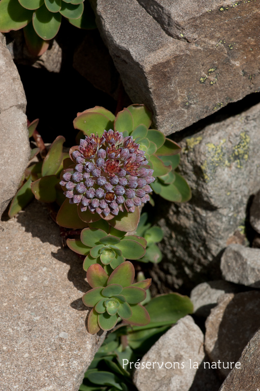 Crassulaceae, Hylotelephium anacampseros (L.) H.Ohba 
