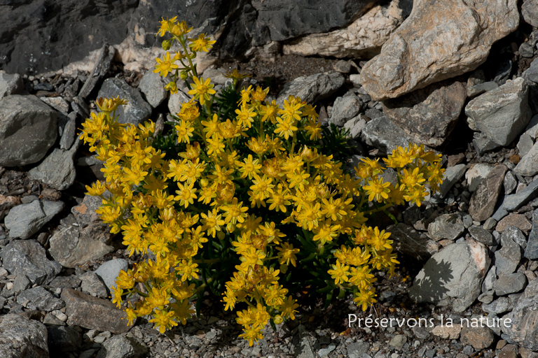 Saxifraga aizoides L., Saxifragaceae 