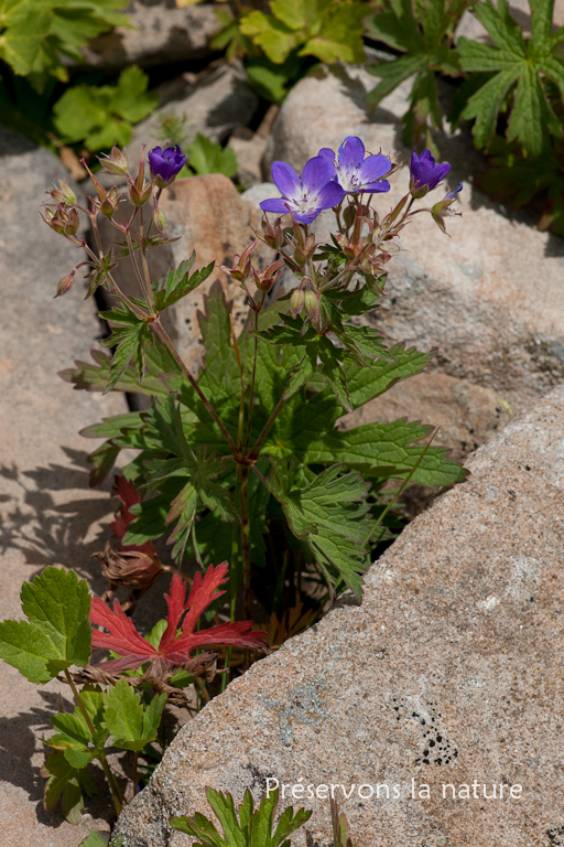 Geraniaceae, Geranium sylvaticum L. 