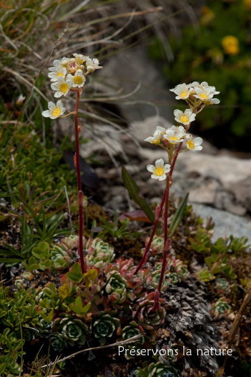 Saxifraga paniculata Mill., Saxifragaceae 