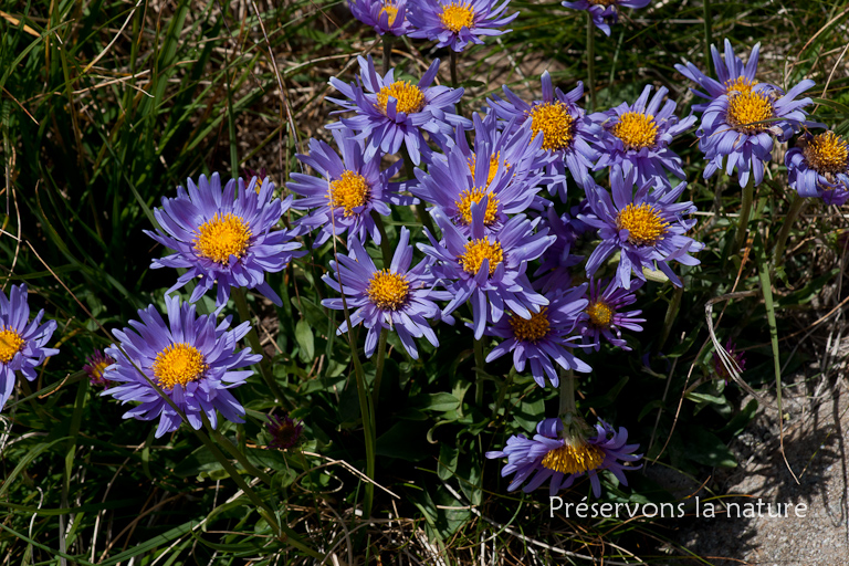 Aster alpinus L., Asteraceae 