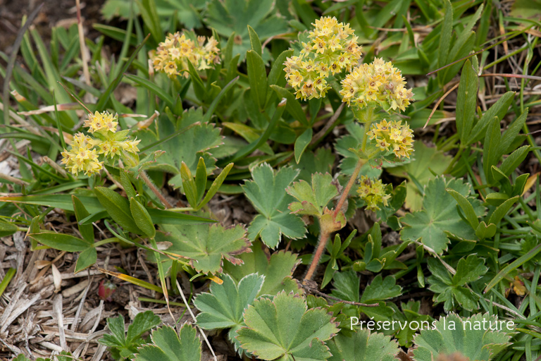 Alchemilla vulgaris L., Rosaceae 