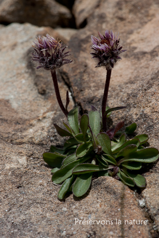 Asteraceae, Erigeron uniflorus L. 