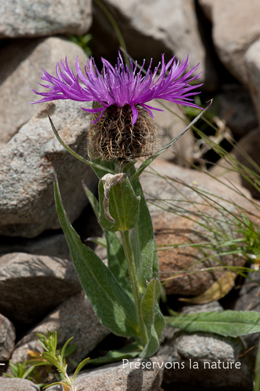 Asteraceae, Centaurea uniflora Turra 