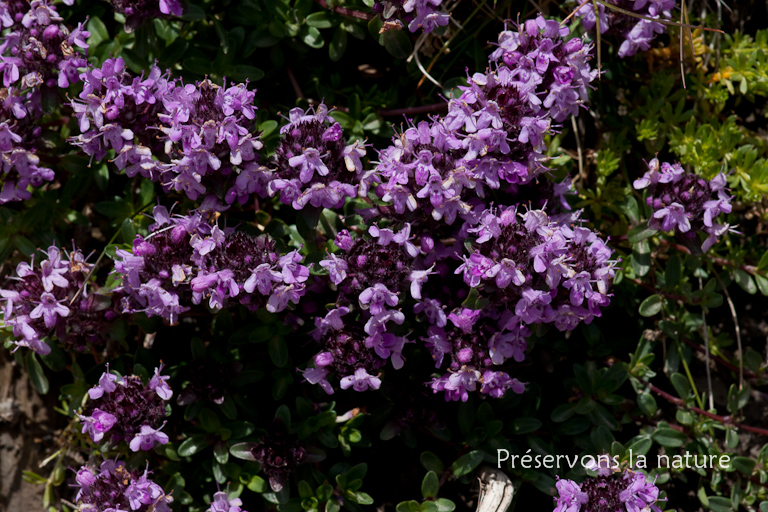 Lamiaceae, Thymus serpyllum L. 