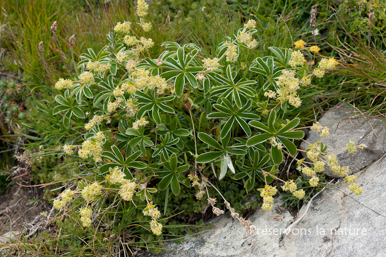 Alchemilla alpina L., Rosaceae 