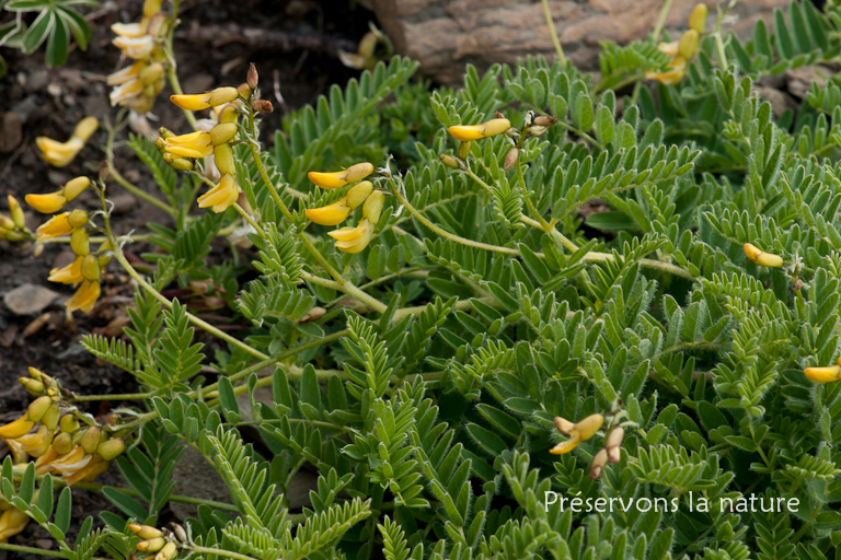 Astragalus penduliflorus Lam., Fabaceae 