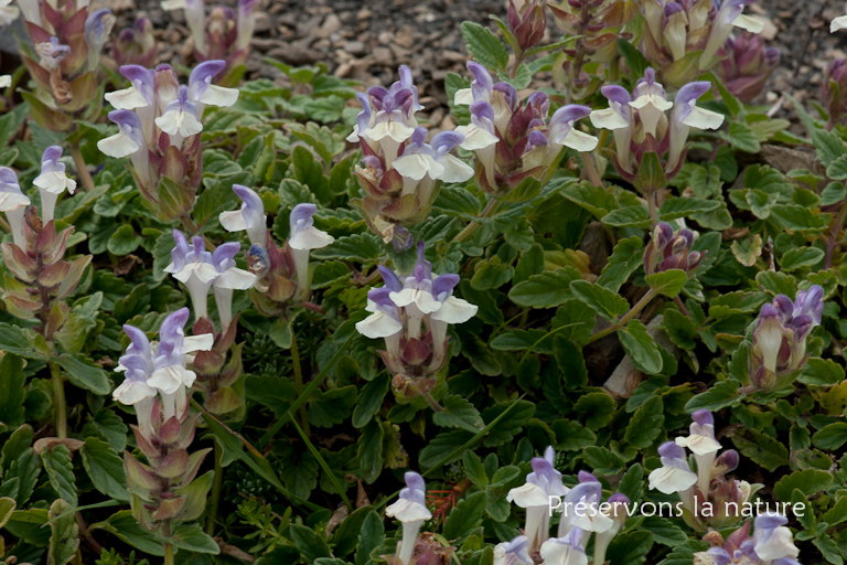 Lamiaceae, Scutellaria alpina L. 