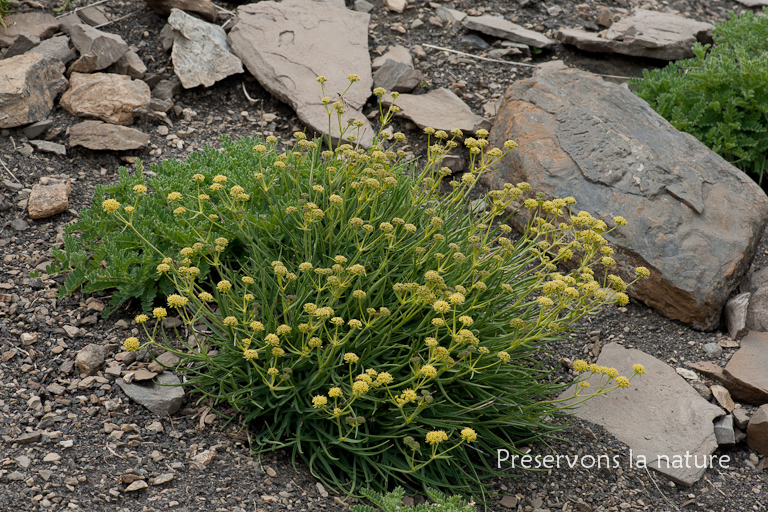 Apiaceae, Bupleurum petraeum L. 