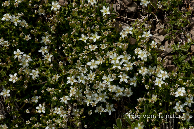 Arenaria gothica subsp. moehringioides (J.Murray) P.S.Wyse Jacks. & Parn., Caryophyllaceae 