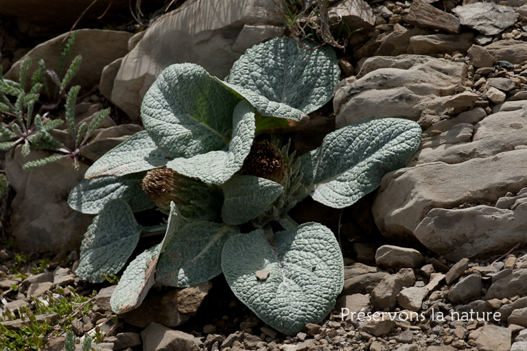 Asteraceae, Berardia subacaulis Vill. 