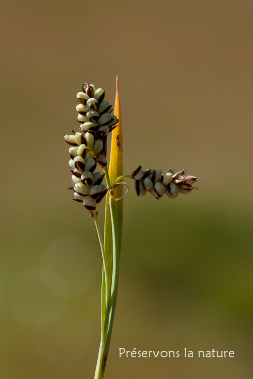 Carex bicolor All., Cyperaceae 