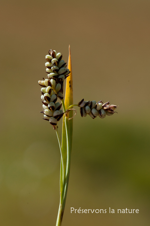 Carex bicolor All., Cyperaceae 