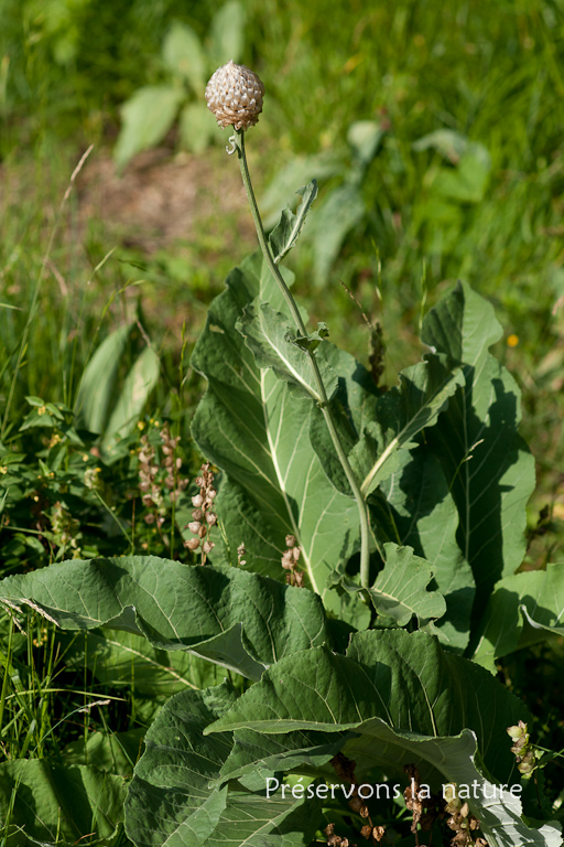 Asteraceae, Rhaponticum heleniifolium Godr. & Gren. subsp. heleniifolium 