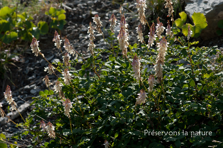 Fabaceae, Hedysarum hedysaroides subsp. boutignyanum (A.Camus) Jauzein 