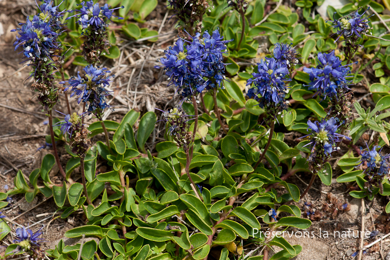 Plantaginaceae, Veronica allionii Vill. 