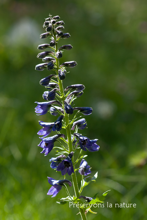 Delphinium dubium (Rouy & Foucaud) Pawl., Ranunculaceae 