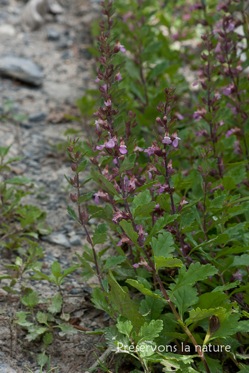 Lamiaceae, Teucrium chamaedrys L. 