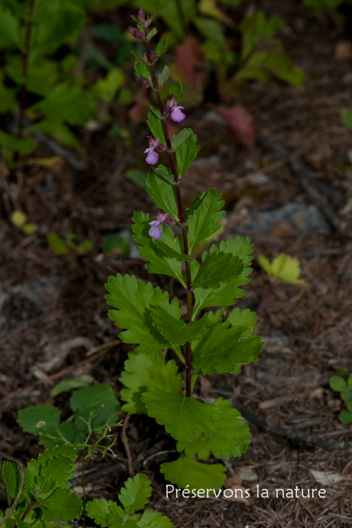 Lamiaceae, Teucrium lucidum L. 