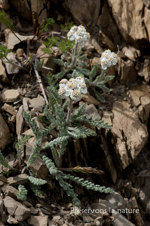 Achillea nana L., Asteraceae 