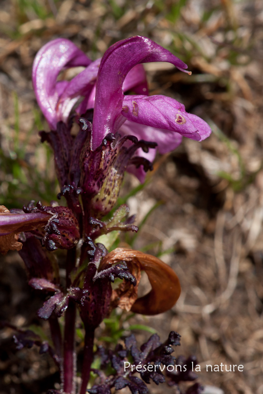 Orobanchaceae, Pedicularis rostratospicata Crantz 