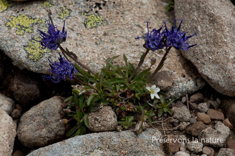 Campanulaceae, Phyteuma globulariifolium subsp. pedemontanum (R.Schulz) Bech. 