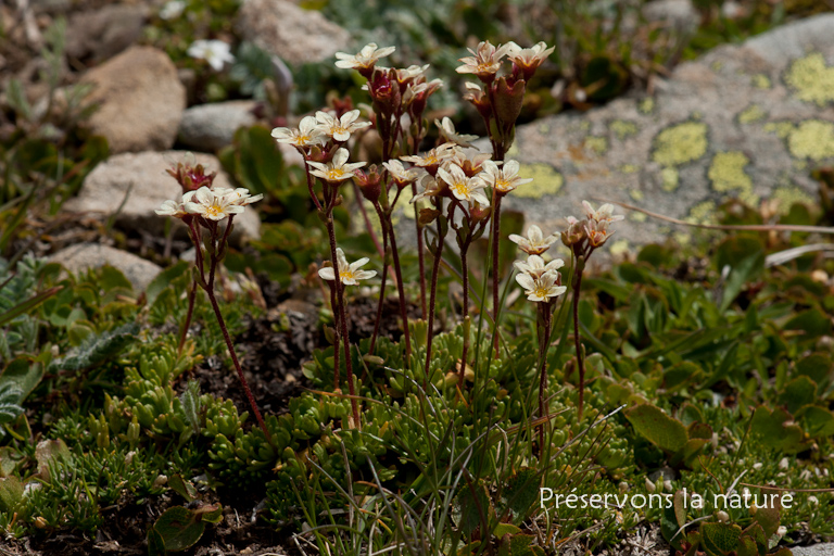 Saxifraga moschata Wulfen, Saxifragaceae 