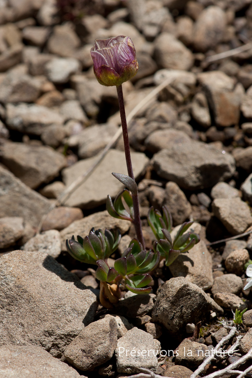 Ranunculaceae, Ranunculus glacialis L. 