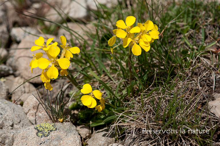 Brassicaceae, Erysimum rhaeticum (Schleich. ex Hornem.) DC. 