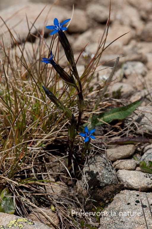 Gentiana nivalis L., Gentianaceae 