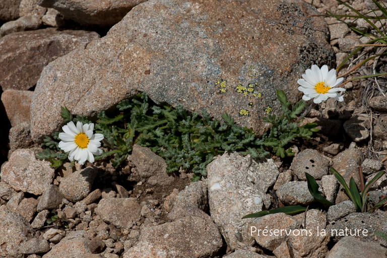 Asteraceae, Leucanthemopsis alpina (L.) Heywood 