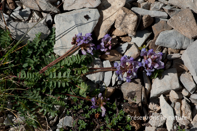 Fabaceae, Oxytropis helvetica Scheele 