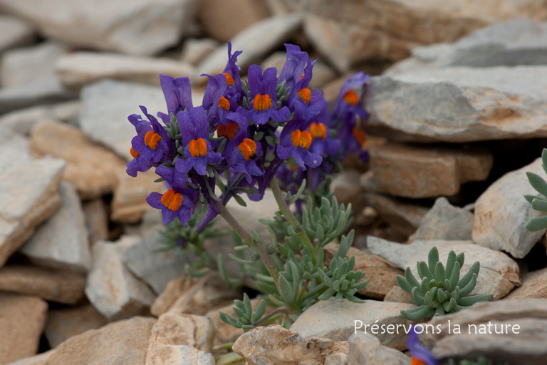 Linaria alpina (L.) Mill., Plantaginaceae 