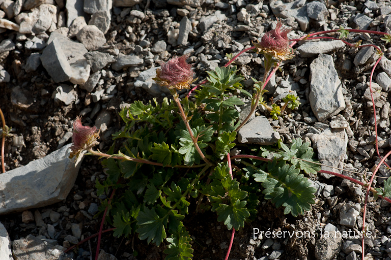 Geum reptans L., Rosaceae 