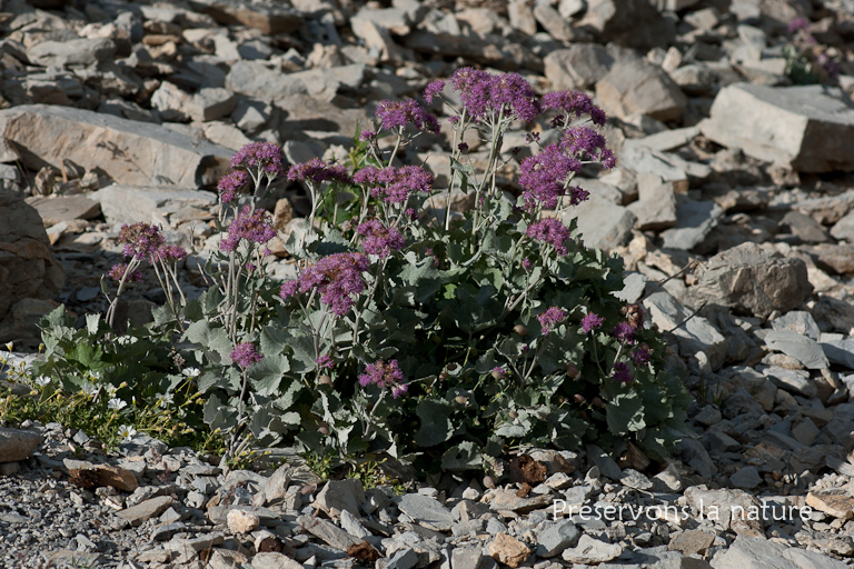 Adenostyles leucophylla (Willd.) Rchb., Asteraceae 