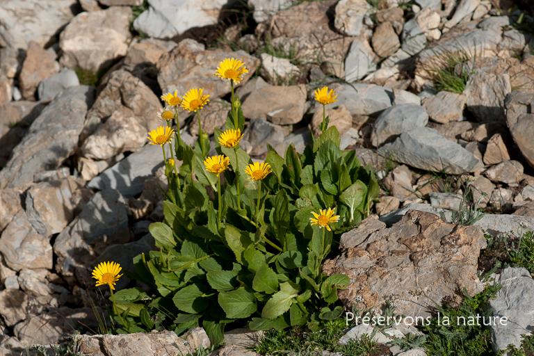 Asteraceae, Doronicum grandiflorum Lam. 