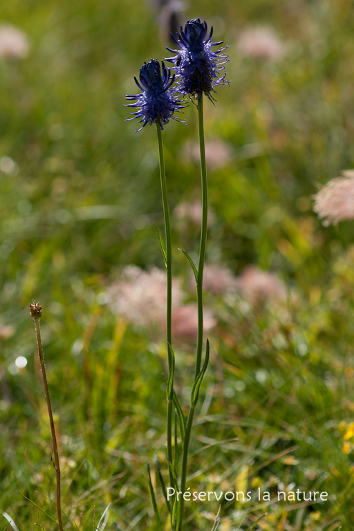 Campanulaceae, Phyteuma michelii All. 