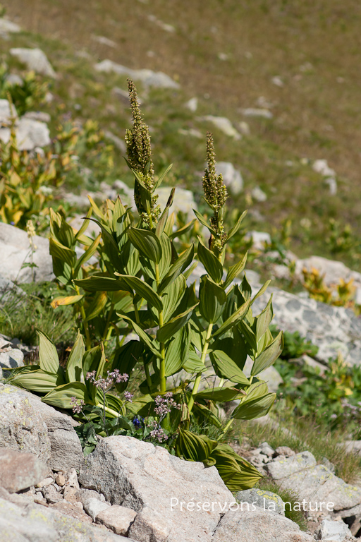 Melanthiaceae, Veratrum album subsp. lobelianum (Bernh.) K.Richt. 