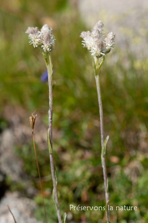 Antennaria dioica (L.) Gaertn., Asteraceae 