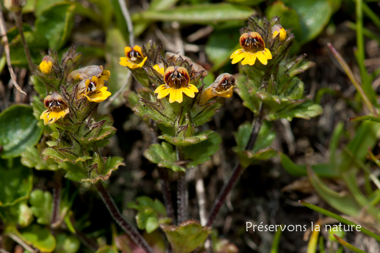 Euphrasia minima Jacq. ex DC., Orobanchaceae 