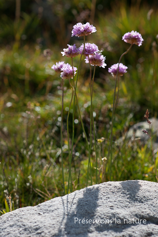 Armeria alpina Willd., Plumbaginaceae 