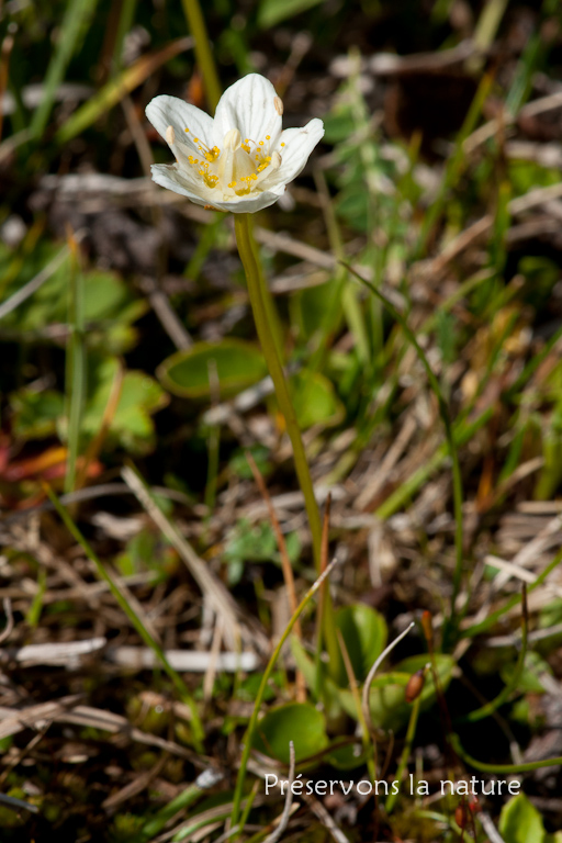 Parnassia palustris L., Parnassiaceae 