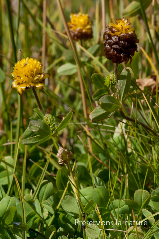 Fabaceae, Trifolium badium Schreb. 