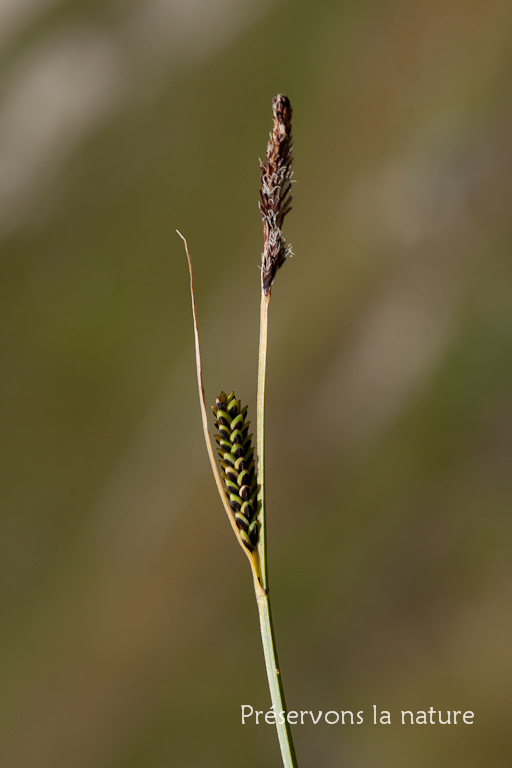 Carex panicea L., Cyperaceae 
