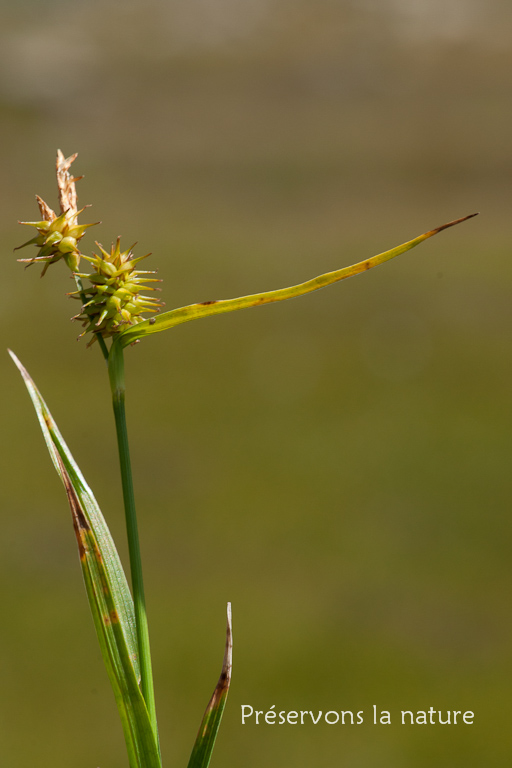 Carex viridula Michx., Cyperaceae 