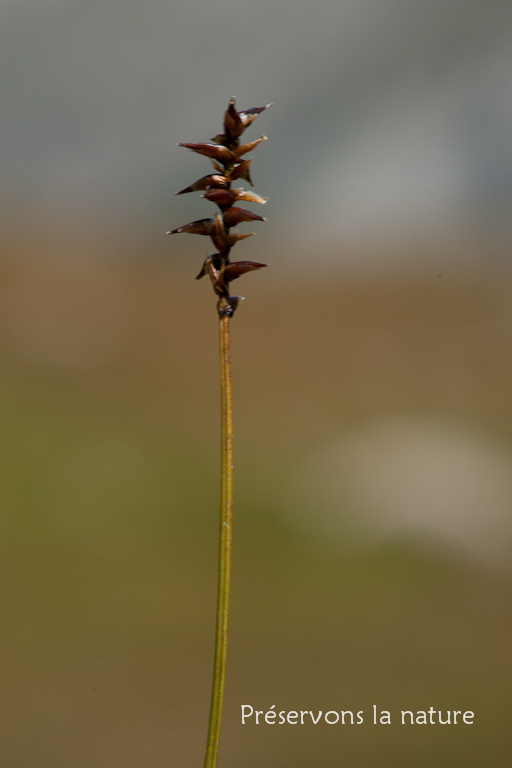 Carex davalliana Sm., Cyperaceae 