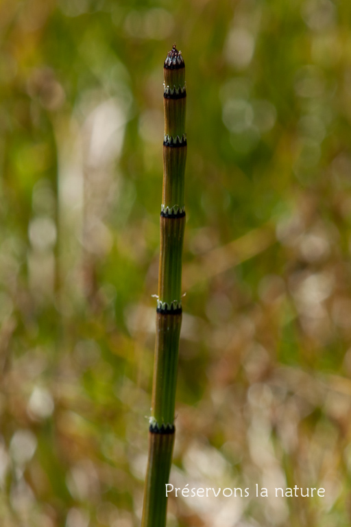 Equisetaceae, Equisetum variegatum Schleich. 