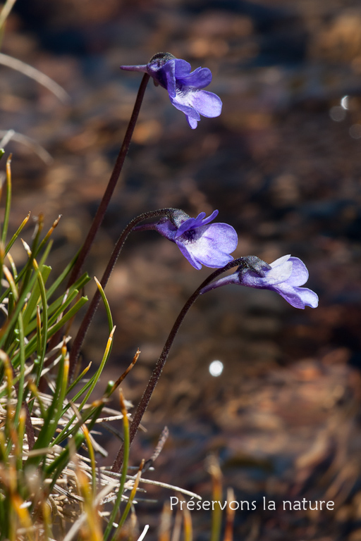 Lentibulariaceae, Pinguicula leptoceras Rchb. 